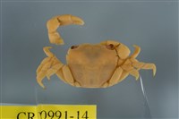 藏品(平背蜞)的圖片